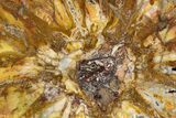 Colorful Petrified Wood Slab - Weird Grain Patterns #327315-1